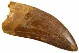 Serrated Carcharodontosaurus Tooth - Huge Dinosaur Tooth #336068-1